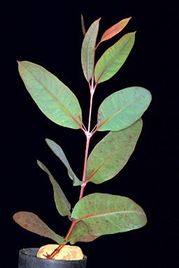 APII jpeg image of Eucalyptus sepulcralis  © contact APII