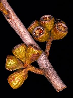 APII jpeg image of Eucalyptus spreta  © contact APII