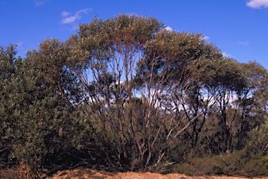 APII jpeg image of Eucalyptus suggrandis subsp. suggrandis  © contact APII