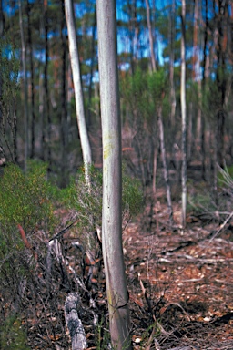 APII jpeg image of Eucalyptus tenuis  © contact APII