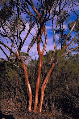 APII jpeg image of Eucalyptus tephroclada  © contact APII