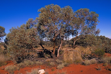 APII jpeg image of Eucalyptus trivalva  © contact APII