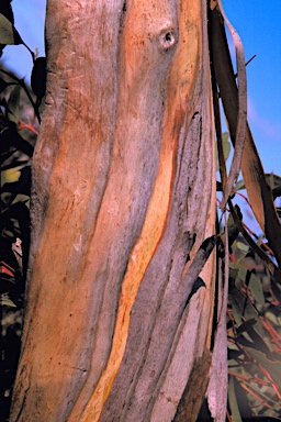 APII jpeg image of Eucalyptus tumida  © contact APII