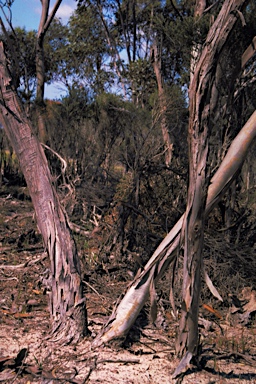 APII jpeg image of Eucalyptus uncinata  © contact APII