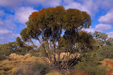 APII jpeg image of Eucalyptus sp. Mulga Rock (K.D.Hill & L.A.S.Johnson KH 2668)  © contact APII