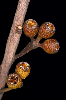 APII jpeg image of Eucalyptus xanthonema subsp. apposita  © contact APII