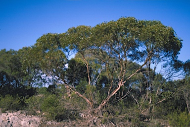 APII jpeg image of Eucalyptus albopurpurea  © contact APII