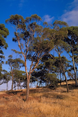 APII jpeg image of Eucalyptus arachnaea subsp. arrecta  © contact APII