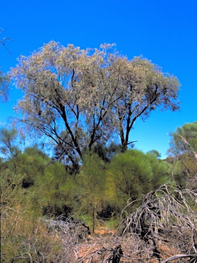 APII jpeg image of Eucalyptus crucis subsp. praecipua  © contact APII