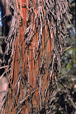 APII jpeg image of Eucalyptus crucis subsp. praecipua  © contact APII