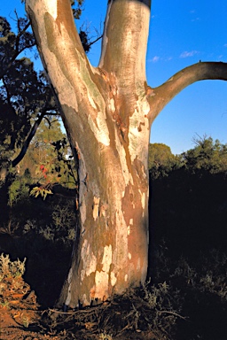 APII jpeg image of Eucalyptus camaldulensis subsp. arida  © contact APII