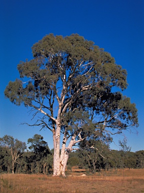 APII jpeg image of Eucalyptus mannifera subsp. mannifera  © contact APII