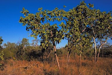 APII jpeg image of Corymbia abbreviata  © contact APII