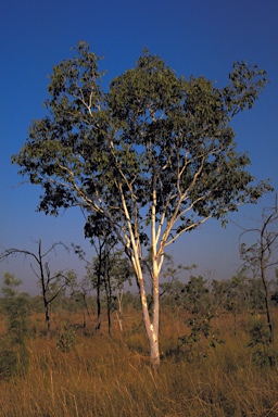 APII jpeg image of Eucalyptus alba var. australasica  © contact APII