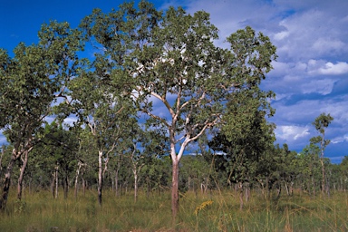 APII jpeg image of Corymbia foelscheana  © contact APII