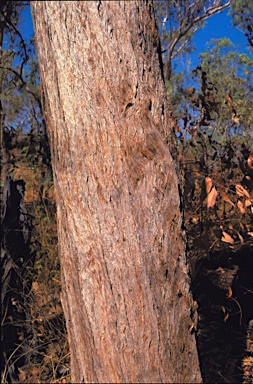 APII jpeg image of Corymbia jacobsiana  © contact APII