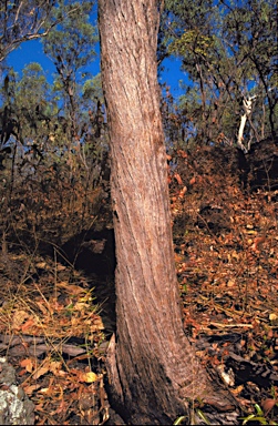 APII jpeg image of Corymbia jacobsiana  © contact APII