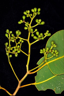 APII jpeg image of Corymbia latifolia  © contact APII