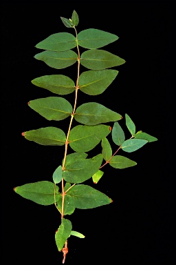 APII jpeg image of Corymbia deserticola subsp. mesogeotica  © contact APII