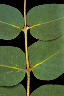 APII jpeg image of Corymbia deserticola subsp. deserticola  © contact APII