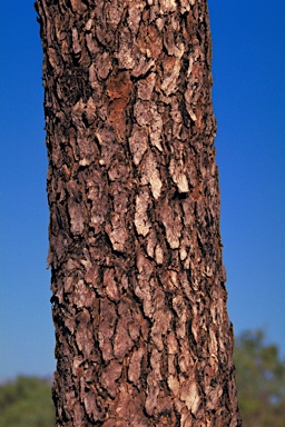 APII jpeg image of Eucalyptus patellaris  © contact APII