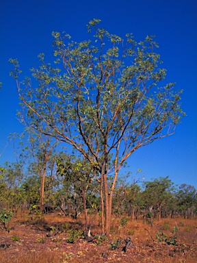 APII jpeg image of Eucalyptus phoenicea  © contact APII