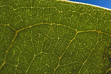 APII jpeg image of Eucalyptus pruinosa subsp. tenuata  © contact APII