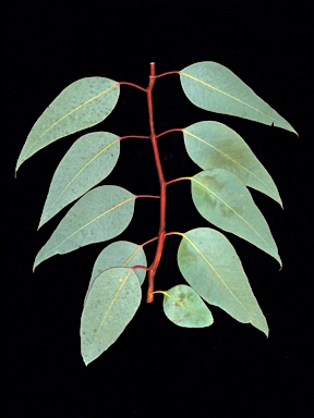 APII jpeg image of Eucalyptus sessilis  © contact APII