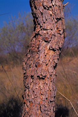 APII jpeg image of Corymbia deserticola subsp. mesogeotica  © contact APII