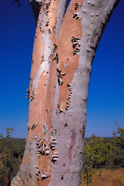 APII jpeg image of Eucalyptus umbrawarrensis  © contact APII