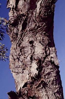 APII jpeg image of Eucalyptus zygophylla  © contact APII