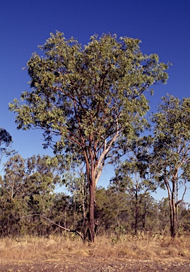 APII jpeg image of Corymbia zygophylla  © contact APII