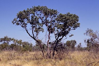 APII jpeg image of Corymbia zygophylla  © contact APII