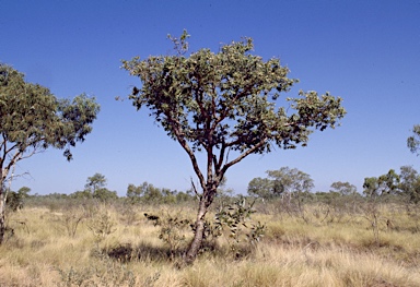 APII jpeg image of Corymbia zygophylla  © contact APII