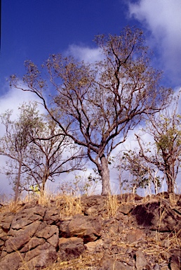 APII jpeg image of Eucalyptus zygophylla  © contact APII