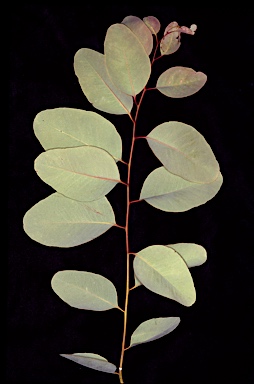 APII jpeg image of Eucalyptus zygophylla  © contact APII