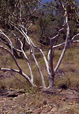 APII jpeg image of Eucalyptus zygophylla  © contact APII