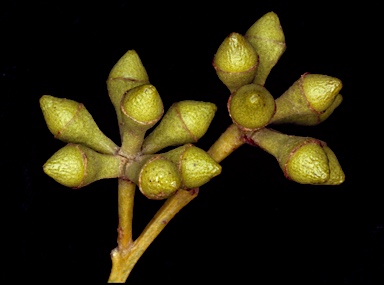 APII jpeg image of Eucalyptus camaldulensis subsp. refulgens  © contact APII