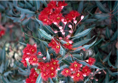 APII jpeg image of Corymbia ficifolia  © contact APII