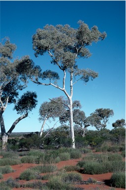 APII jpeg image of Eucalyptus gongylocarpa  © contact APII