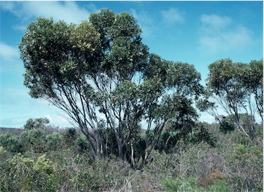 APII jpeg image of Eucalyptus semiglobosa  © contact APII