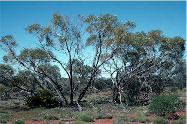 APII jpeg image of Eucalyptus oleosa subsp. oleosa  © contact APII