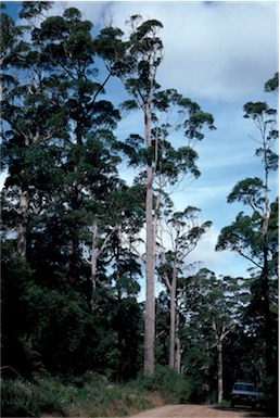 APII jpeg image of Eucalyptus guilfoylei  © contact APII