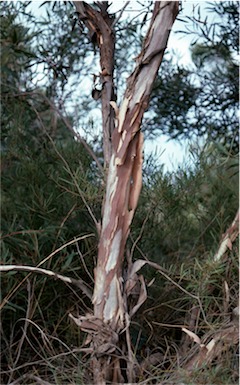 APII jpeg image of Eucalyptus halophila  © contact APII