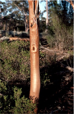 APII jpeg image of Eucalyptus histophylla  © contact APII