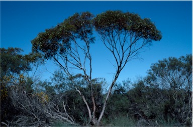 APII jpeg image of Eucalyptus horistes  © contact APII