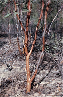 APII jpeg image of Eucalyptus incerata  © contact APII