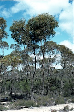 APII jpeg image of Eucalyptus indurata  © contact APII