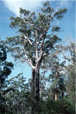 APII jpeg image of Eucalyptus jacksonii  © contact APII