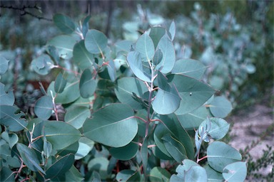 APII jpeg image of Eucalyptus kessellii  © contact APII